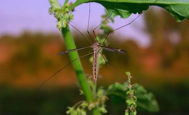 Mosquito